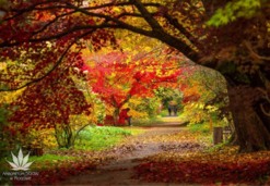 Miejsca wydarzeń - Arboretum SGGW w Rogowie